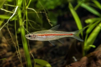 Rasbora pauciperforata (Red Line Rasbora)