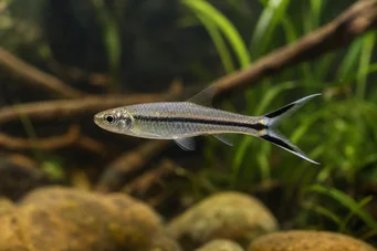 Rasbora trilineata Rasbora -schaar