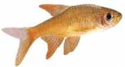 Rasbora vaterifloris Parel