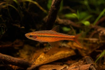 Rasbora vaterifloris Parel