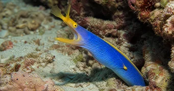 Rhinomuraena amboinensis Blauw lintje
