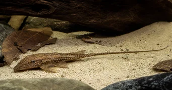 Rineloricaria