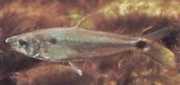 Roeboexodon guyanensis Shark Tetra