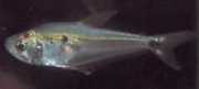 Roeboides dayi Glazen tetra