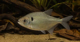 Roeboides descalvadensis Hunchback, ga op de bodem van descalvado