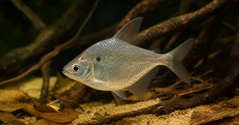 Roeboides meeki (Glazen tetra)
