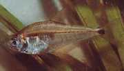 Roeboides paranensis Hunchback, hoofd op de bodem van Paraguay