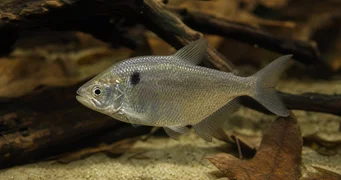 Roeboides paranensis Hunchback, hoofd op de bodem van Paraguay