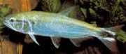 Salminus maxillosus Characin-tigre van Amazo...