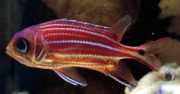 Sargocentron cornutus Visser