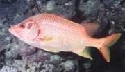 Sargocentron spinifer Grote machoires