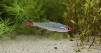 Sawbwa resplendens (Sawbwa Resplends)