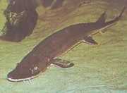 Scaphirhynchus platorhyn... Platformsteur