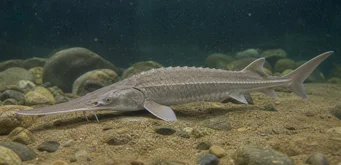 Scaphirhynchus platorhynchus (Platformsteur)