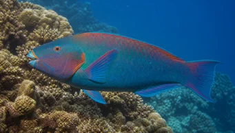Scarus rubroviolaceus (Wei)