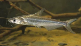 Schilbe intermedius (Zilveren meerval)