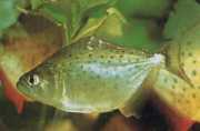 Serrasalmus rhombeus Pacu gespot, witte piran...