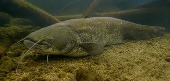 Silurus glanis (Glane meerval / grote meerval)