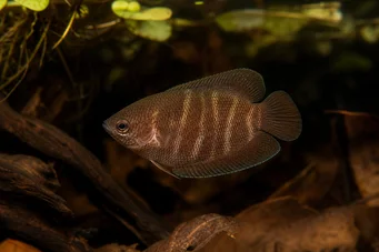 Sphaerichthys osphromenoides Chocolade gourami
