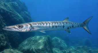 Sphyraena sphyraena (Zeesnoek)