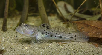 Stigmatogobius sadanundio (Gobie gespot)