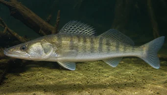 Stizostedion lucioperca (Sorteerder)