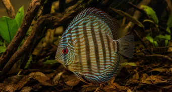 Symphisodon aequifasciata (Groene discus)