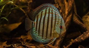 Symphysodon aequifasciata