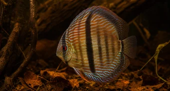 Symphysodon discus Heckel