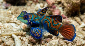 Synchiropus splendidus (Mandarijnse vis)