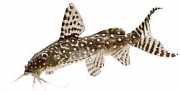 Synodontis angelicus Zaaier engel