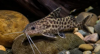 Synodontis contractus (Synodontis contracties)