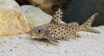 Synodontis multipunctatus Gevlekte synodonte