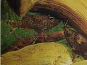 Synodontis nigriventris Congo's zwarte hoofdkat