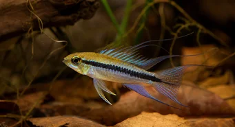Taeniacara candidi (Kandidaat)