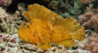 Taenianotus triacanthus (Schorpioenbladvis)