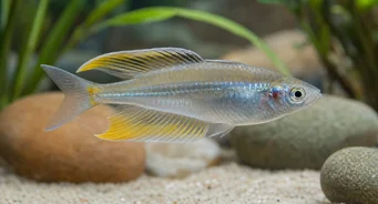 Telmatherina ladigesi Regenboog van de beroemde
