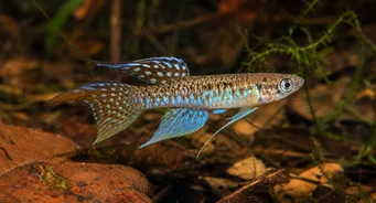 Terranatos dolichopterus Killie-Aange