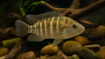 Tilapia mariae