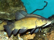 Tinca tinca Gemeenschappelijke tanke...