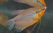 Trichogaster leeri Mozaïekgourami
