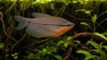 Trichogaster leeri Mozaïekgourami