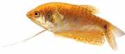 Trichogaster trichopteru... Gourami met drie gouden ...