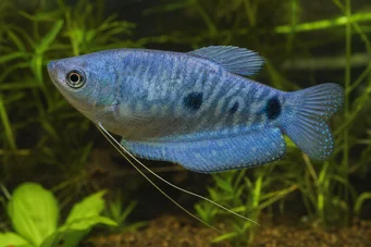 Trichogaster trichopterus sumatranus Gourami met drie gouden vlekken