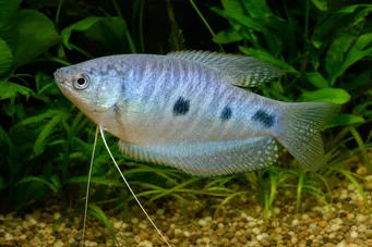 Trichogaster trichopterus Drie plekken, blauwe gourami