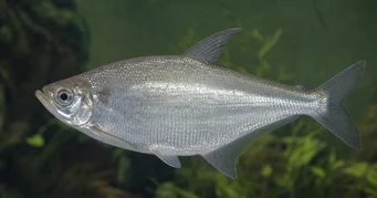 Triportheus albus (Tetra-maker met gele vinnen)