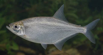 Triportheus angulatus
