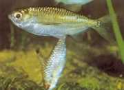 Triportheus pictus Zilveren tetra-slash
