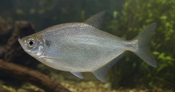 Triportheus rotundatus Ronde kruisboog Tetra