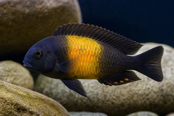 Tropheus moorii ilangi Topheus moorii ilangi